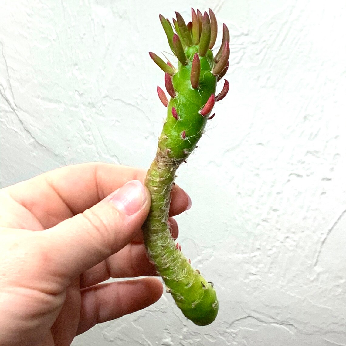 Eve's Pin Cactus Flower