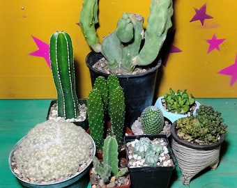 The Ouchless Box ~ Spineless Easy Handling Cactus Selection ~ Grower's Choice Succulent Mystery Box ~ Pet Safe Plants ~ Kid Friendly Cacti