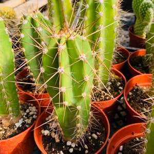 Baseball Bat Cactus Neoraimondia Neocardenasia Herzogiana Columnar Growing Spined Tall Flowering Desert Live Plant image 4