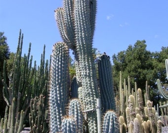 Azureocereus Browningia Hertlingiana - Rare Deep Blue Cereus Columnar Tall Teal Desert Cactus ~ White Blooming Live Plant from Arizona