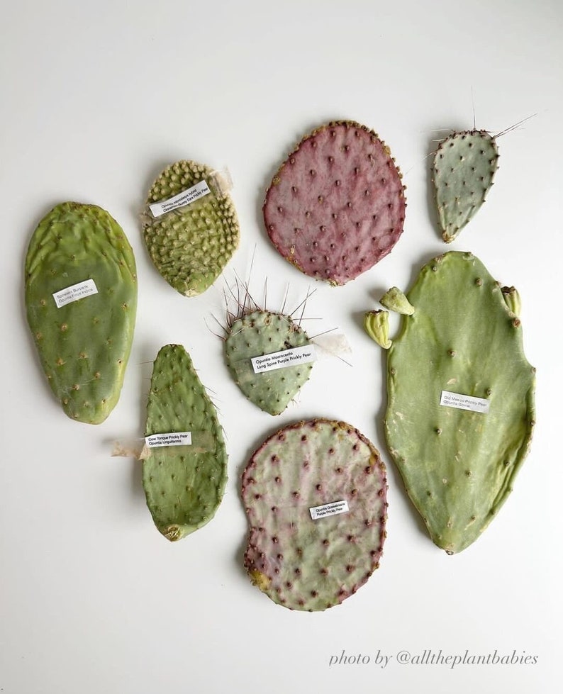 Prickly Pear Opuntia Variety Mystery Assortment Gift Box Cactus Starter Kit Succulent Desert Gardener Grower's Selection from Arizona image 2