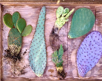 Prickly Pear Opuntia Variety Mystery Assortment Gift Box - Cactus Starter Kit ~ Succulent Desert Gardener Grower's Selection from Arizona