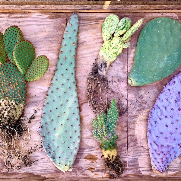 Prickly Pear Opuntia Variety Mystery Assortment Gift Box - Cactus Starter Kit ~ Succulent Desert Gardener Grower's Selection from Arizona