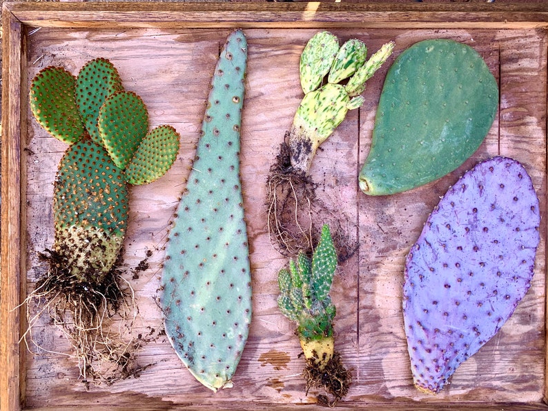 Prickly Pear Opuntia Variety Mystery Assortment Gift Box Cactus Starter Kit Succulent Desert Gardener Grower's Selection from Arizona image 1