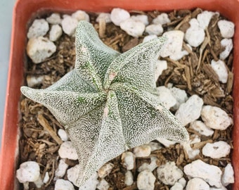 Astrophytum Multicostatum ONZUKA 5 rare cactus exotic succulent plant 50 SEEDS 