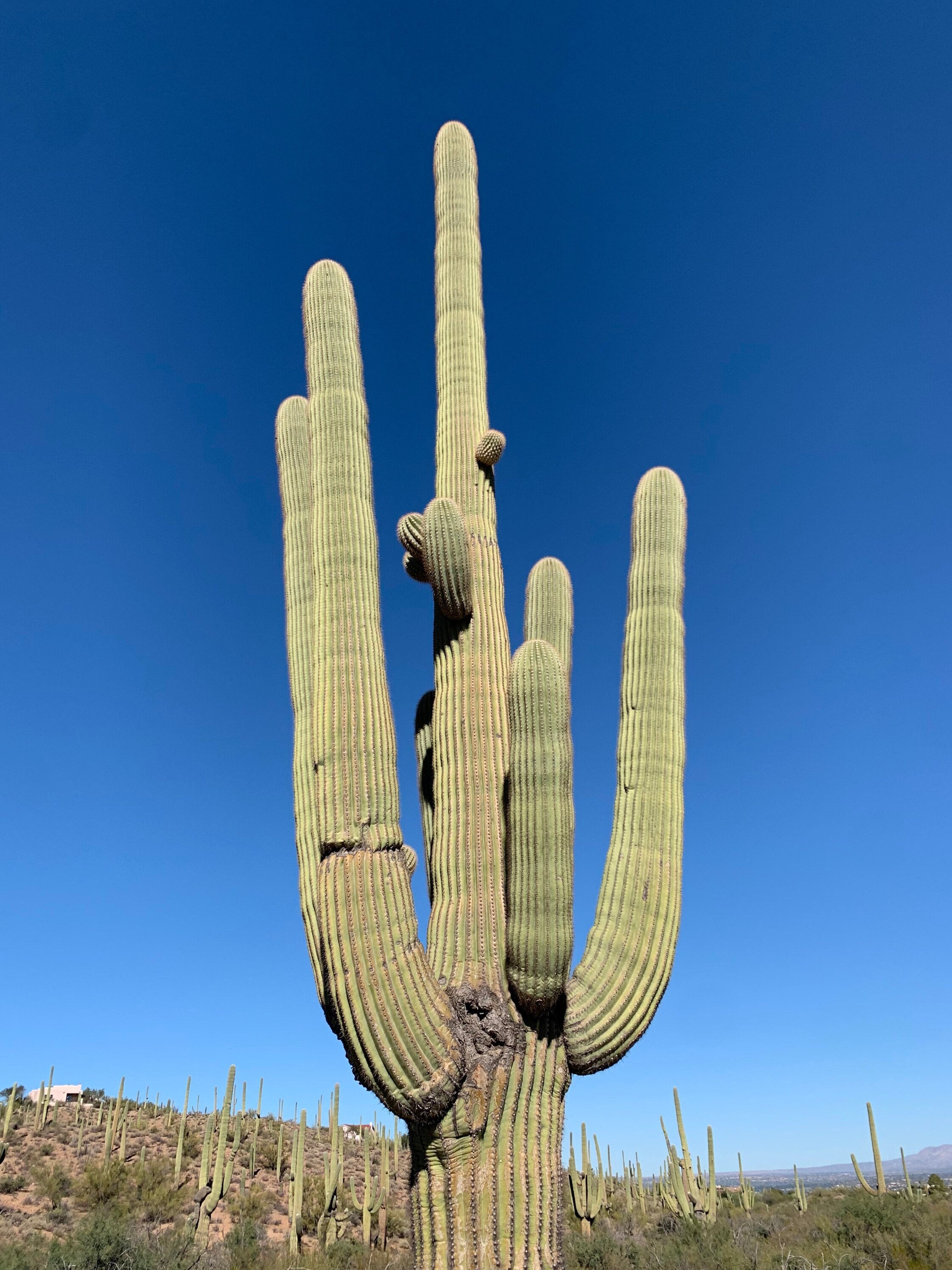 Cactus Saguaro Carnegiea Gigantea Closeup En Invierno En El Parque De  Montaña Sur Y Preservar El Sendero De Cañón Pima Phoenix Sur Foto de  archivo - Imagen de nubes, arizona: 205849686