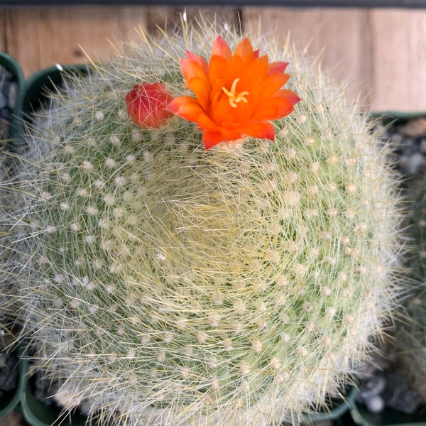 Parodia Notocactus Haselbergii - Scarlet Ball Cactus ~ Round Fuzzy Desert Plant Orange Blooms