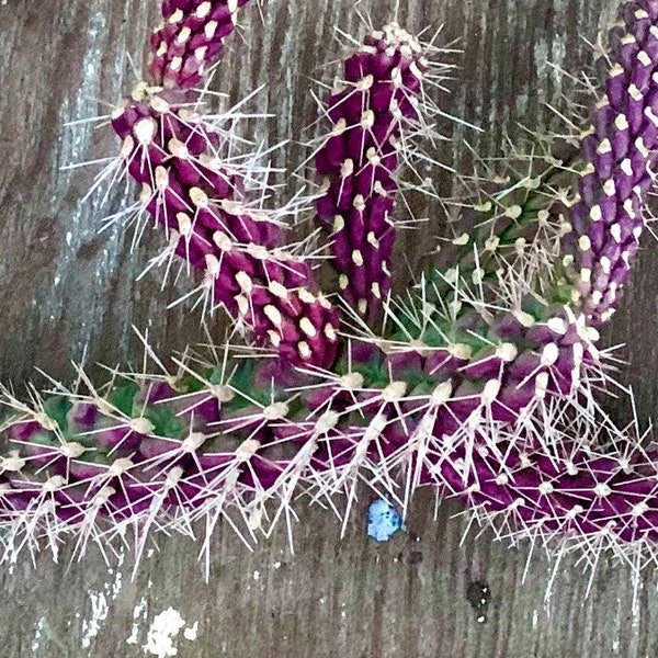 Purple Staghorn Cholla - Cylindropuntia Versicolor - Wild Grown in Arizona - Spiky Purple Desert Succulent Plant ~ Yellow Purple Pink Blooms