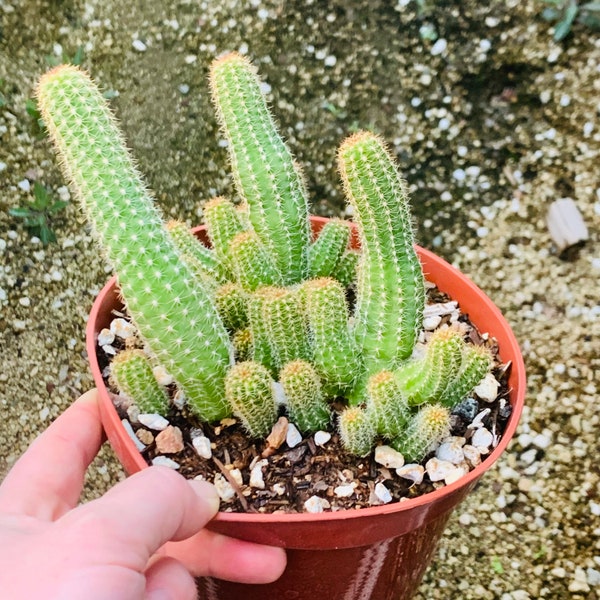 Peanut Cactus - Echinopsis chamaecereus ~ Red Orange Flowering Blooming Trailing Hanging Cactus Succulent Desert Plant