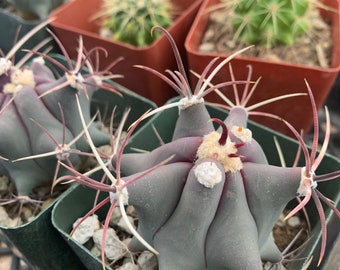 Ferocactus emoryi - Emory’s barrel cactus ~ Coville's Barrel ~Traveler's friend cactus - Desert Plant Flowering Succulent Round Plant