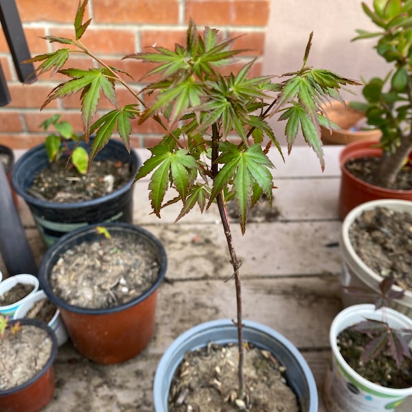 Seeds!Organic, NonGMO Laceleaf Japanese Maple Seeds Rare! Dissected Japanese Maple Tree (Acer Palmatum Dissectum). Bonsai! Full Sun.