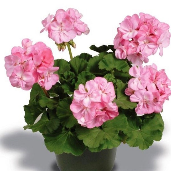 Pale Pink Geranium. Scented. Four 5-7inch cuttings. Roots easily! Pale Pink Geranium Cuttings. 4 total!