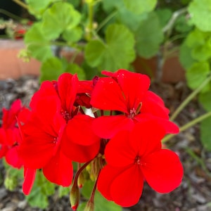 May include: A cluster of bright red geranium flowers in bloom. The flowers are in focus, while the green leaves of the plant are blurred in the background.