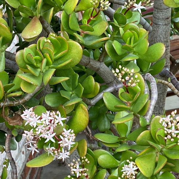 Flowering Succulent Fresh Jade Cuttings! 2024. The Jade the cuttings will be coming from a very old jade, 50+years. 4-6 Inch Cuttings