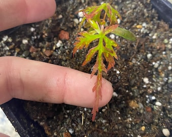 2024 Winter Hand Gathered Laceleaf Japanese Maple Seeds Rare! Dissected Japanese Maple Tree (Acer Palmatum Dissectum). Bonsai! Full Sun.