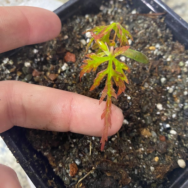 2024 Winter Hand Gathered Laceleaf Japanese Maple Seeds Rare! Dissected Japanese Maple Tree (Acer Palmatum Dissectum). Bonsai! Full Sun.