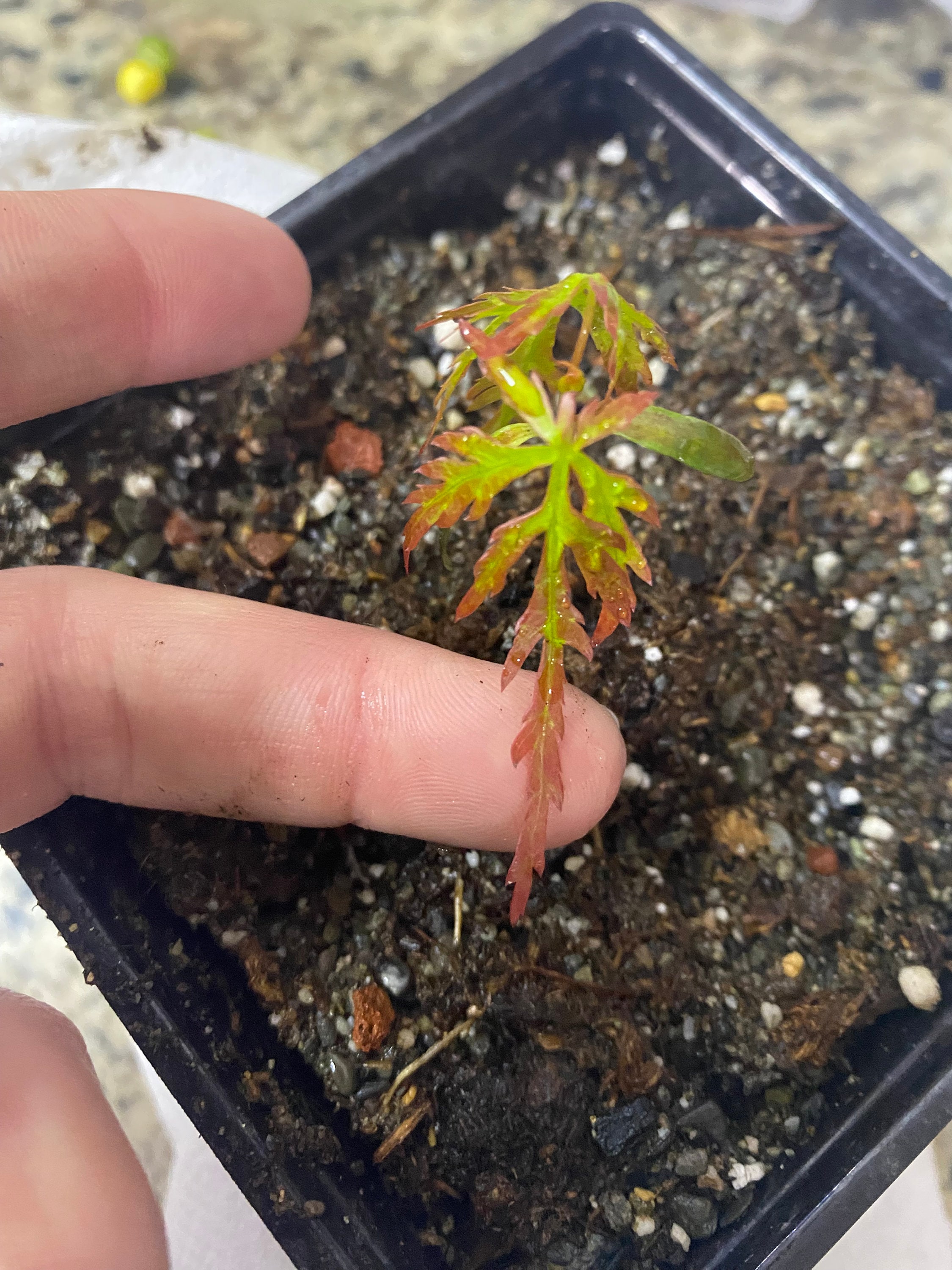 Lai♡ Laceleaf Japanese Maple Seeds: Hand Gathered for Bonsai - Etsy Canada
