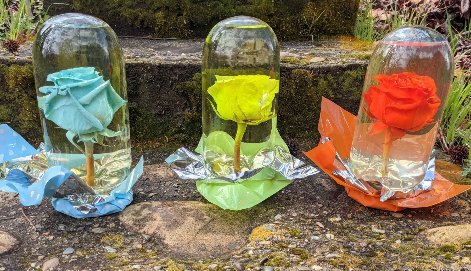 Real Preserved Rose Globe Tall Glass Etsy