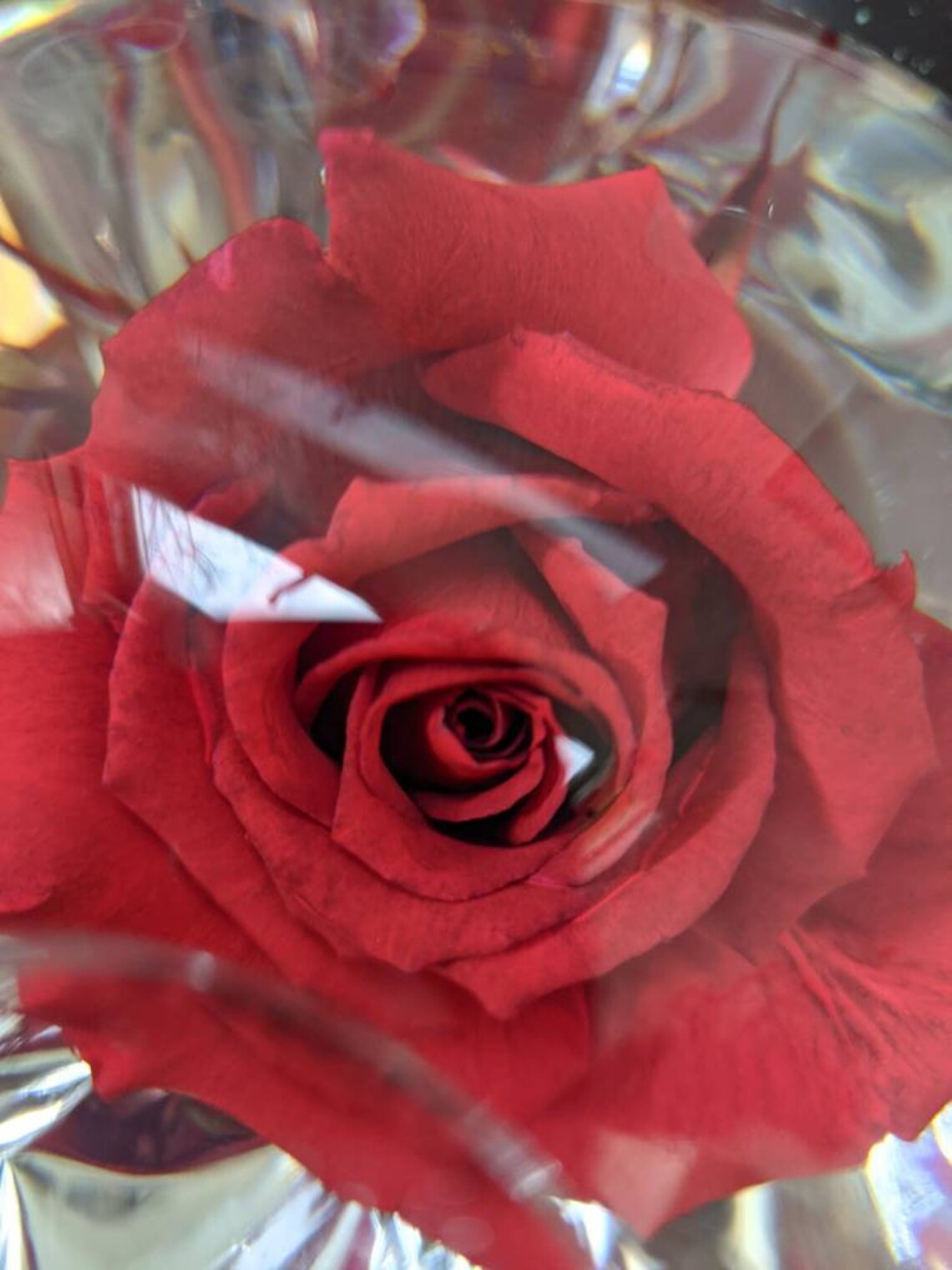 Real Rose Globe Etsy