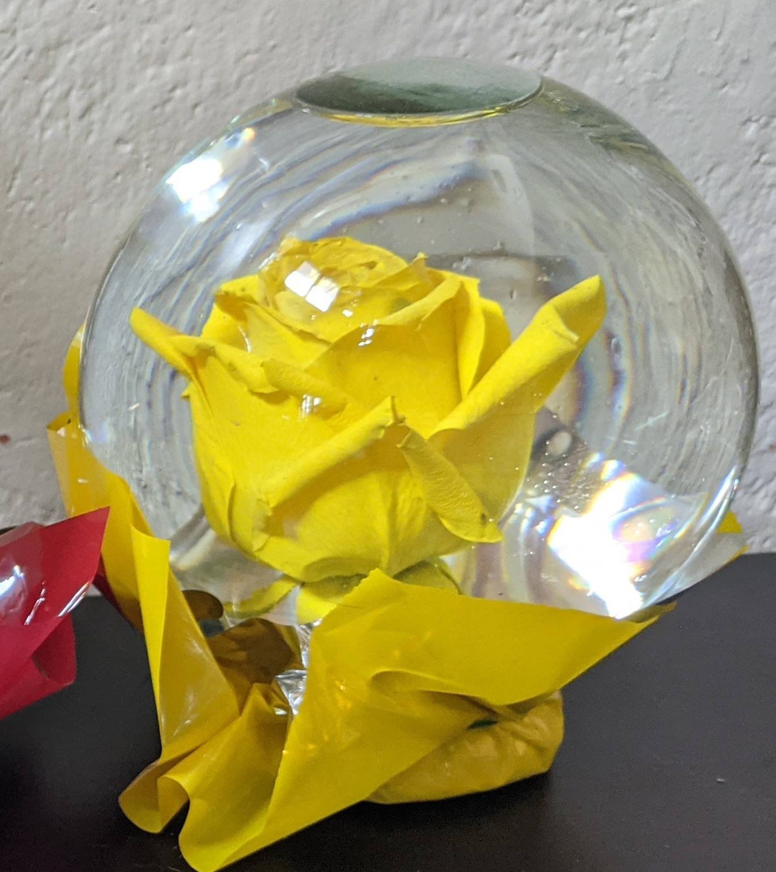 Real Rose Globe Etsy