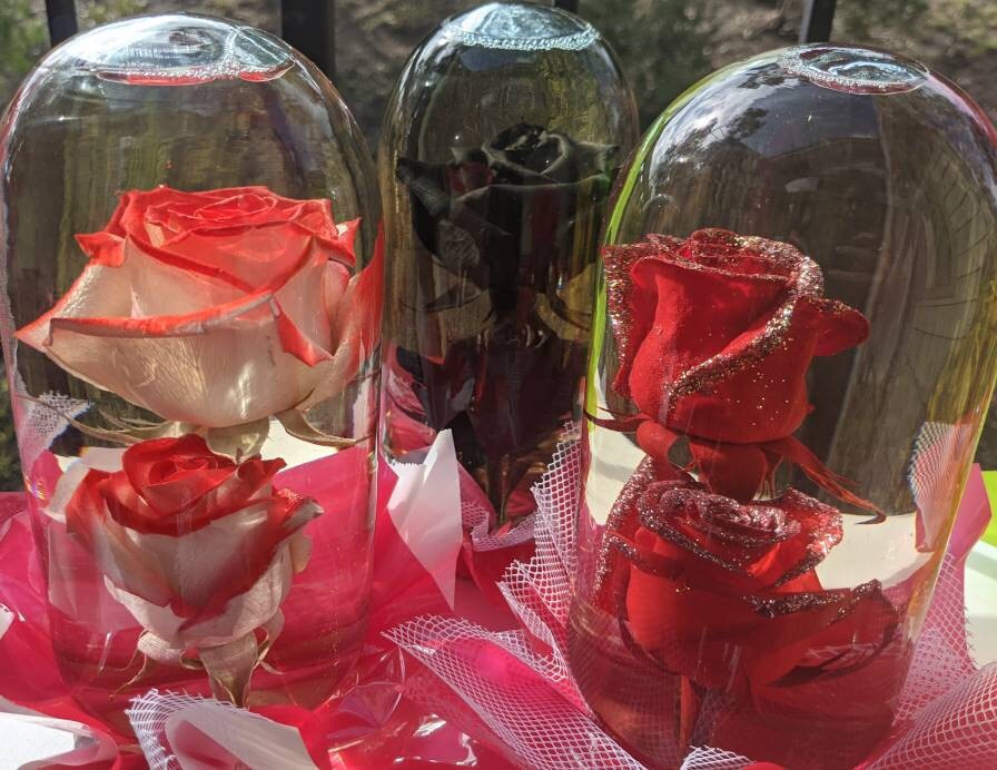 Real Preserved Rose Globe Double Roses Etsy