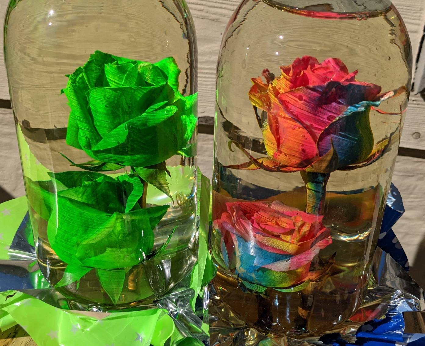 Real Preserved Rose Globe Double Roses Etsy