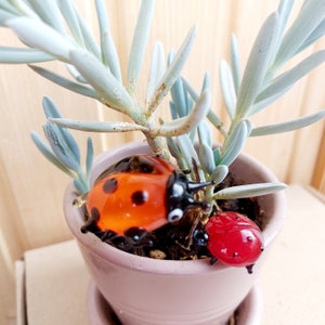 May include: A small potted plant with silver-green leaves and two glass ladybug figurines. One ladybug is red and the other is orange with black spots.