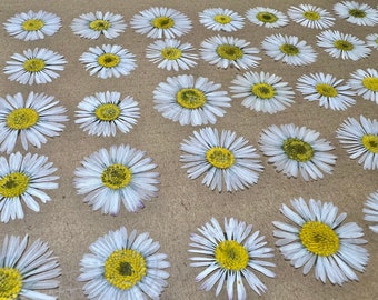 50 Pack Pressed White Daisies, Real Dried Flowers, Dried Flowers for Crafts