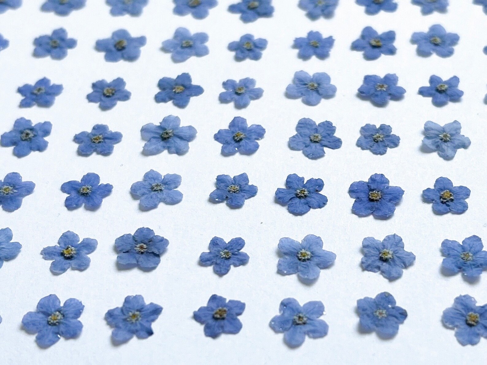 100 Pack Dried Me Not Flowers Real Pressed Flowers Etsy