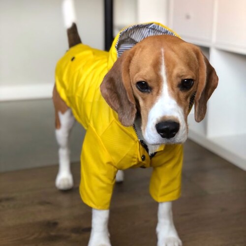 Yellow Raincoat Rain Windbreaker Dog 