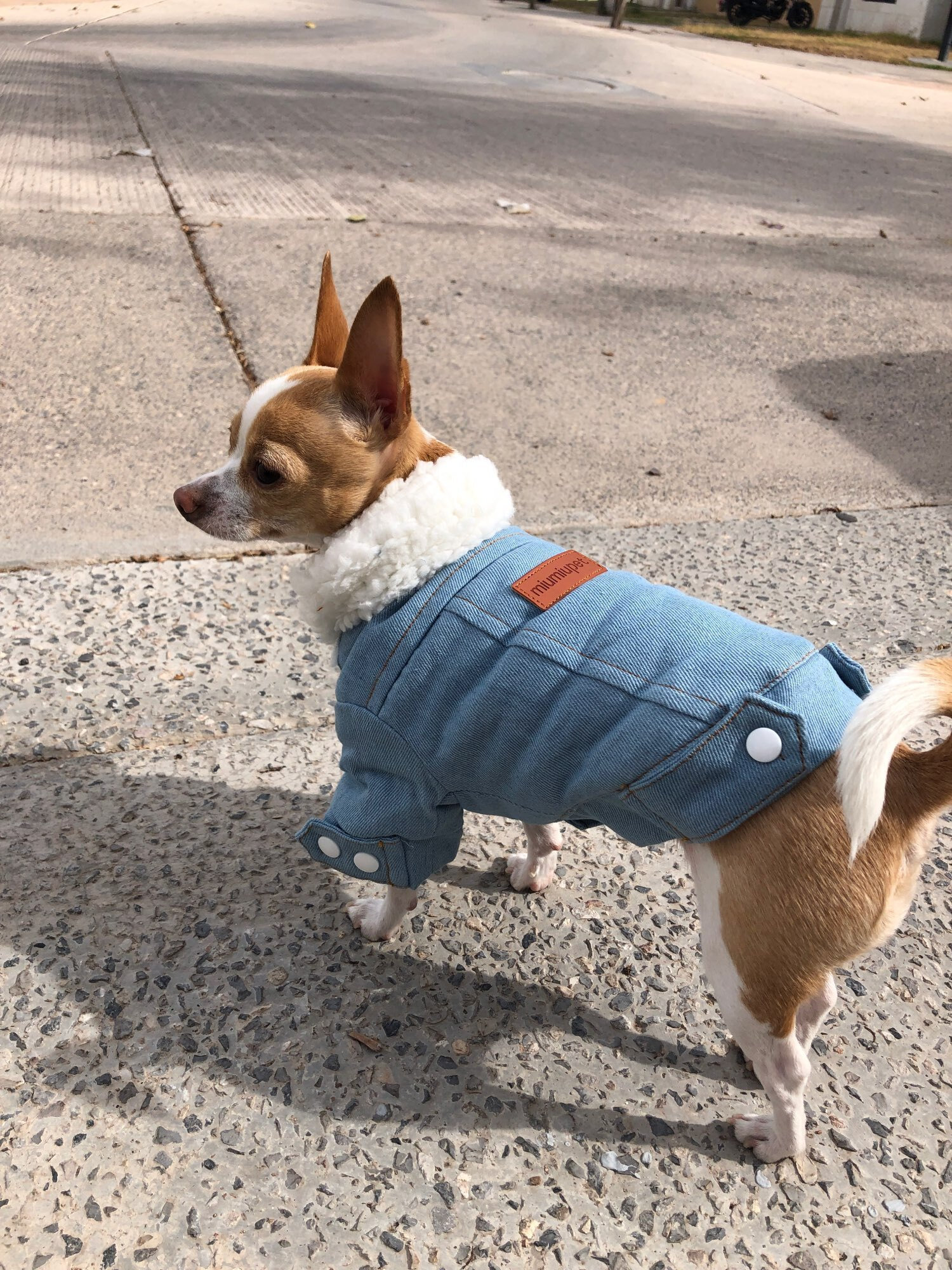 Gucci Dog Clothing Etsy UK