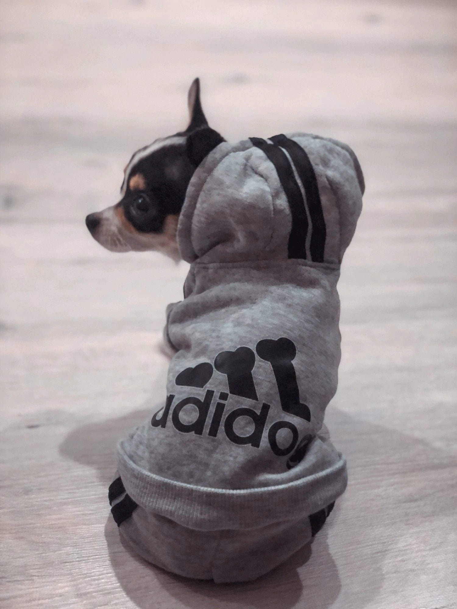 Adidas dog -