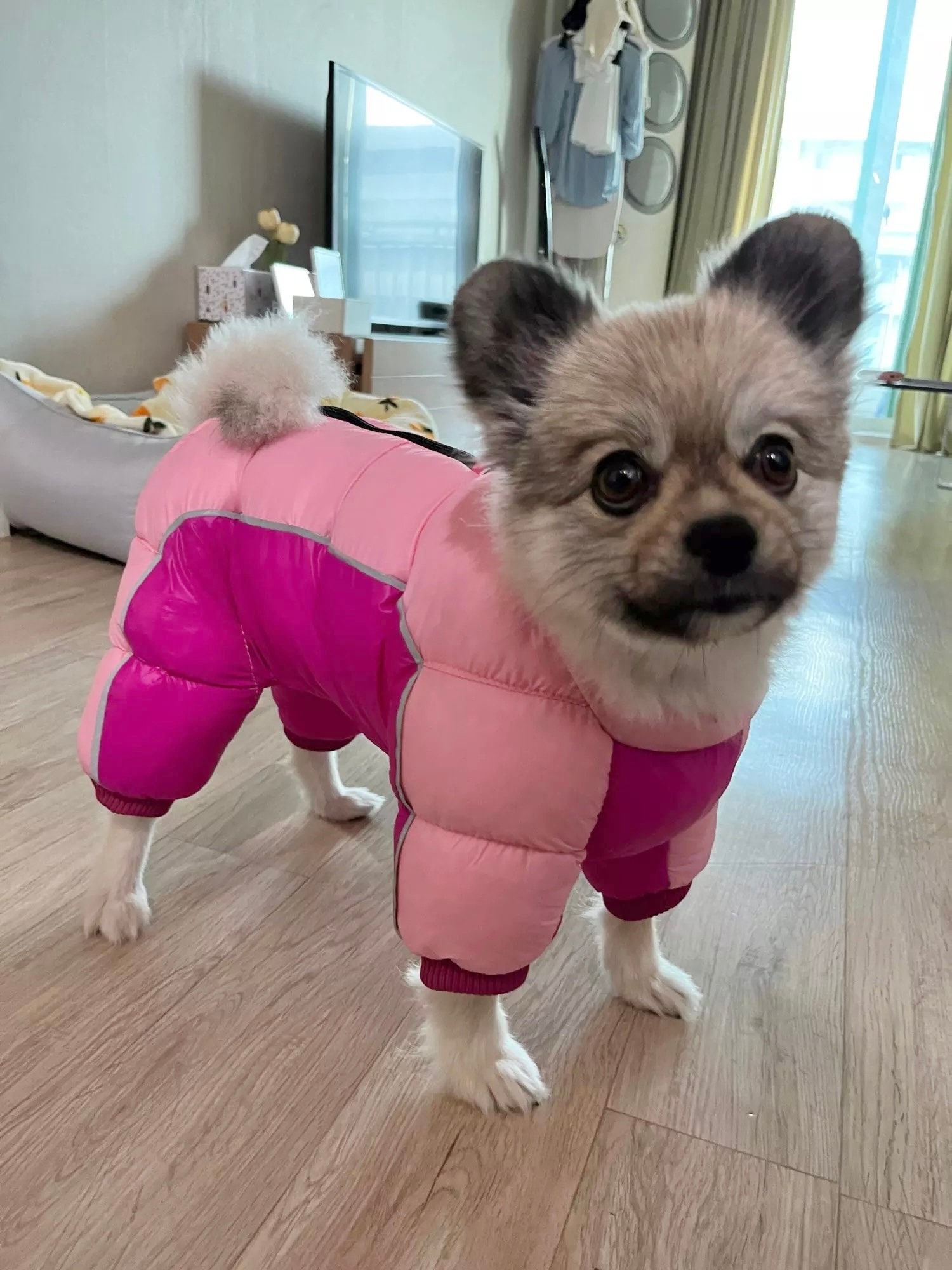 Puffer coats for small dogs sale