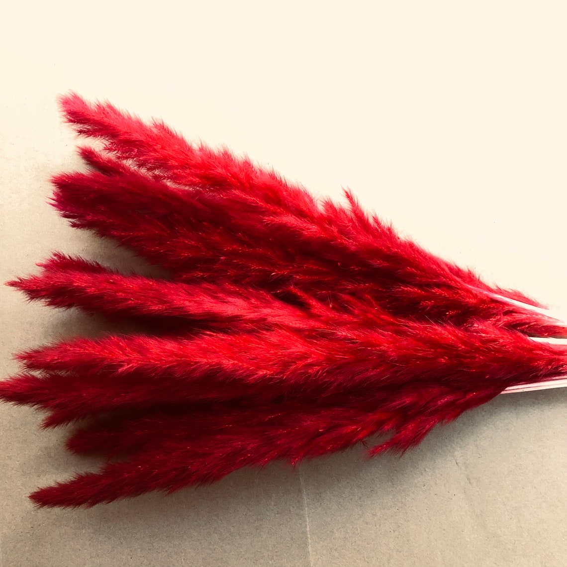 High quality reeds dried flowers for interior decoration Etsy