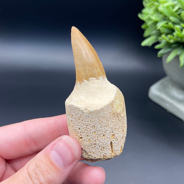 Mosasaur Tooth from Morocco (32g), Mosasaur fossil, fossil collection, fossilized tooth