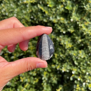 Orthoceras Fosill from Morocco (10g), Fossils, Moroccan Fossils, Fossilized Shell
