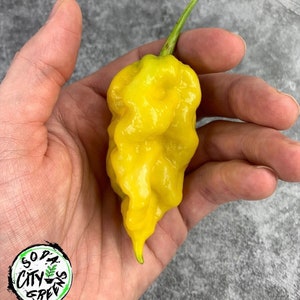 JRGS x Yellow Moruga Pepper Seeds