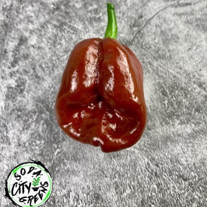 Chocolate Habanero Pepper Seeds