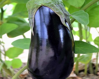 Heirloom Black Beauty Eggplant Seeds 30+ SHIPS FREE!!