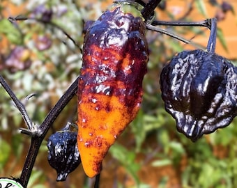 Hallows Eve Pepper Seeds
