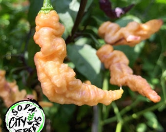 Thors Thunderbolt Pepper Seeds