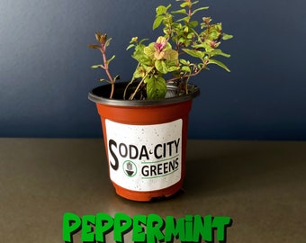 Peppermint Herb Seeds 100+  SHIPS FREE!!