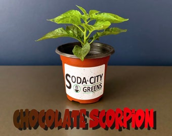 Two Chocolate Scorpion Pepper Live Plants