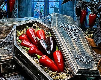 Count Dracula Pepper Seeds, Black Gothic Fang Hot Peppers
