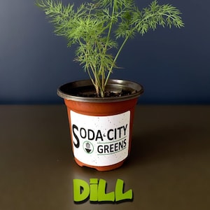 Mammoth Dill Seeds