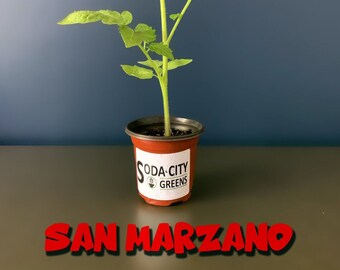 Two San Marzano Heirloom Tomato Live Plants