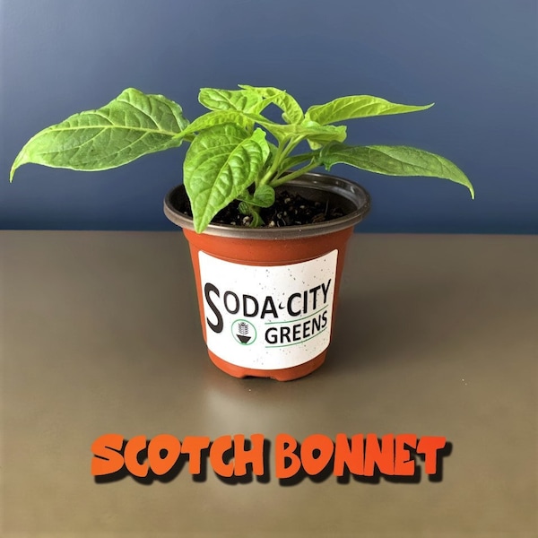 Two Jamaican Scotch Bonnet Pepper Live Plants