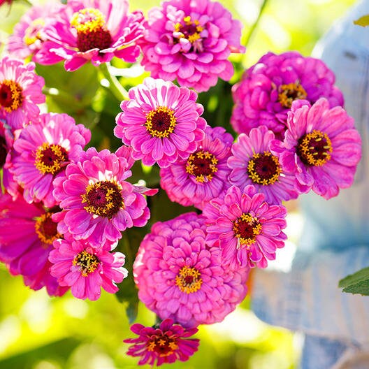 1000+ Semi Di Zinnia Miste – Varietà Tradizionali, Non OGM, Da Piantare All'aperto, Per Aiuole E Giardini Colorati