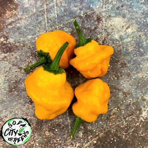 Jamaican Scotch Bonnet Heirloom Pepper Seeds