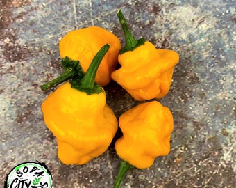 Jamaican Scotch Bonnet Heirloom Pepper Seeds